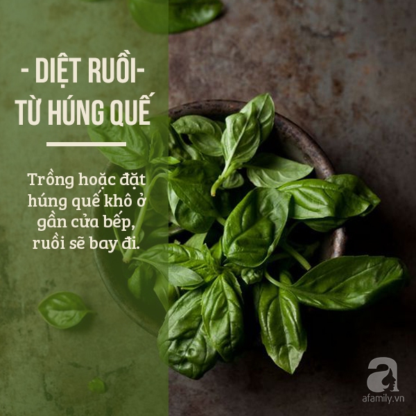 diet con trung 9